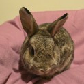 Photo of Penny (Located In Wantirna South)