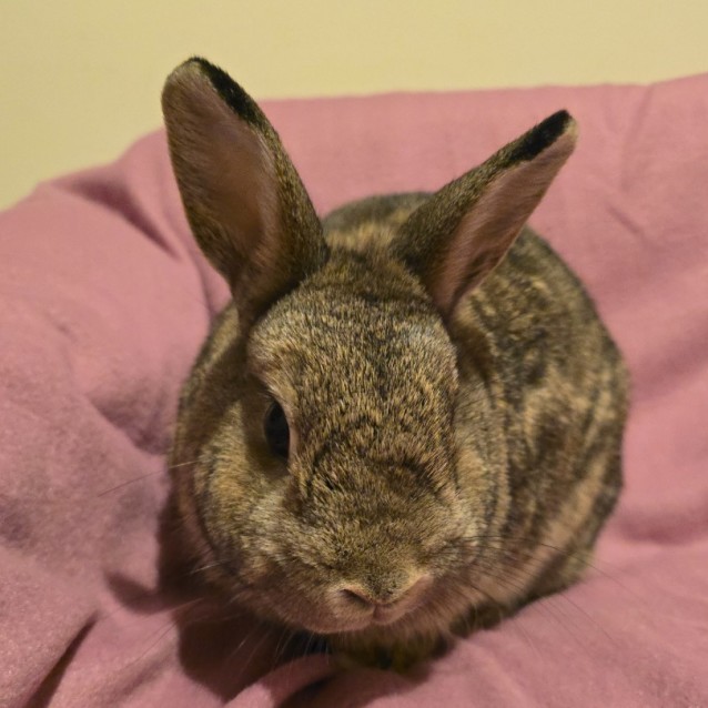 Photo of Penny (Located In Wantirna South)