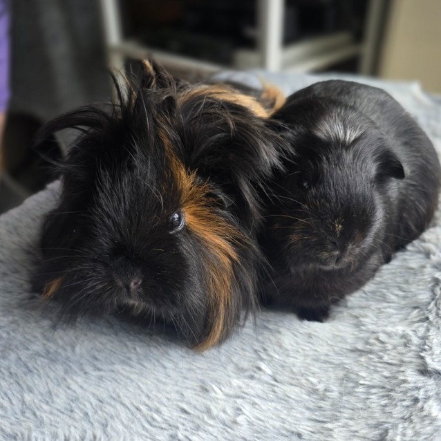 Photo of Spark & Coco