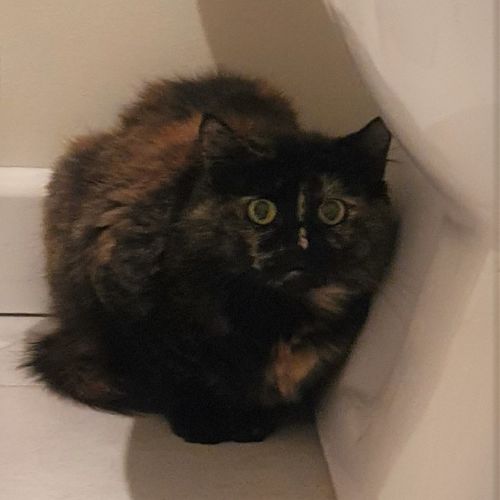 Sheeba ^^Dandy Cat Rescue^^