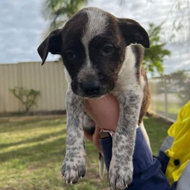 Photo of Puppy Oreo Dl2888