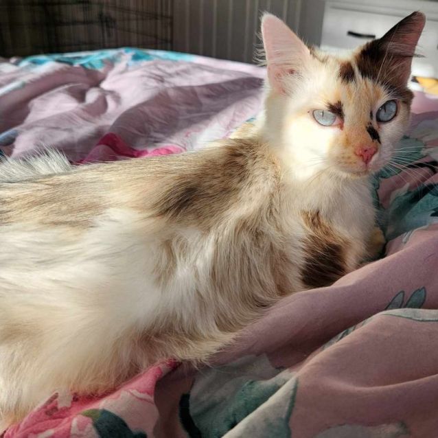 Photo of Skittles