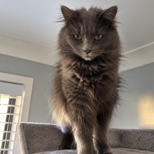 Nala (Assisted Rehome)