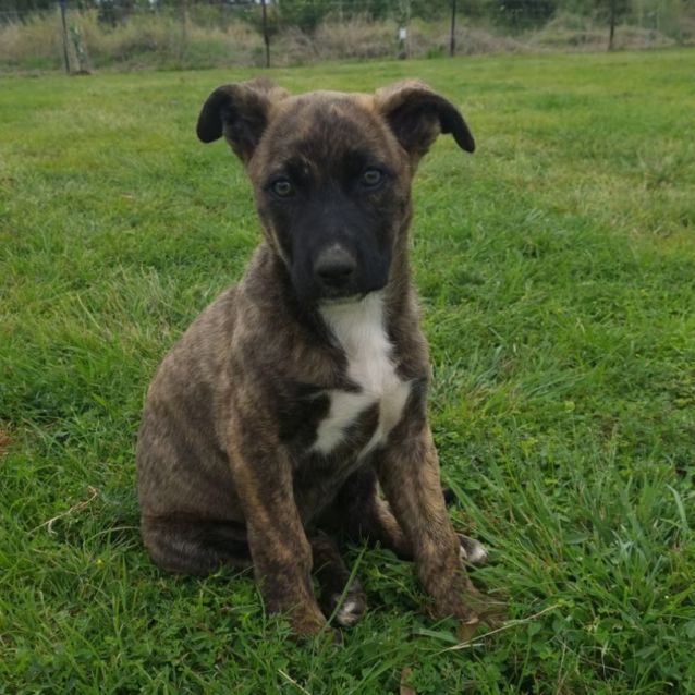 Keira Large Female German Shepherd x Staffy Mix Dog in QLD PetRescue