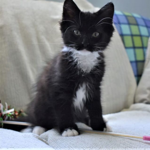 Photo of Murtagh ^^Dandy Cat Rescue^^