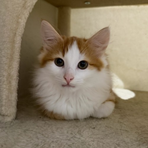 Ricky Meowtin