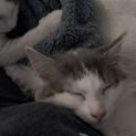 Photo of Cotton ^Dandy Cat Rescue^