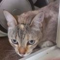 Photo of Silvi