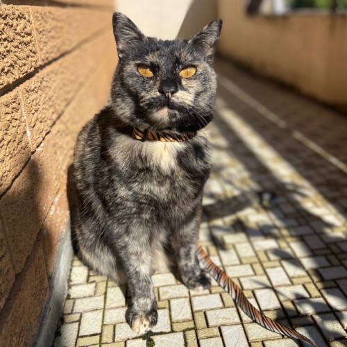 No photo for Lady Pru Pru