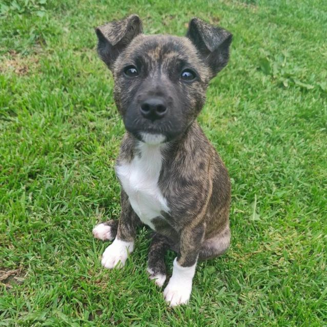 Isolere labyrint Soak Dolce - Small Female Staffy x Jack Russell Terrier Mix Dog in VIC -  PetRescue