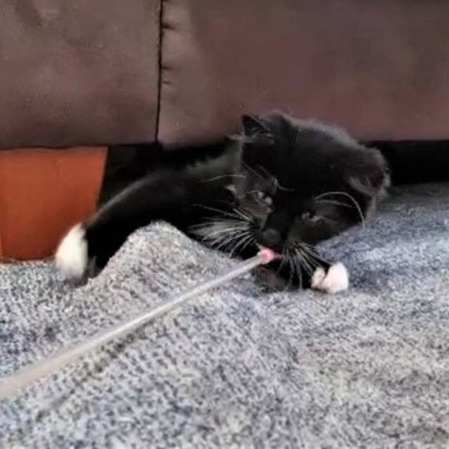 Photo of Murtagh ^^Dandy Cat Rescue^^