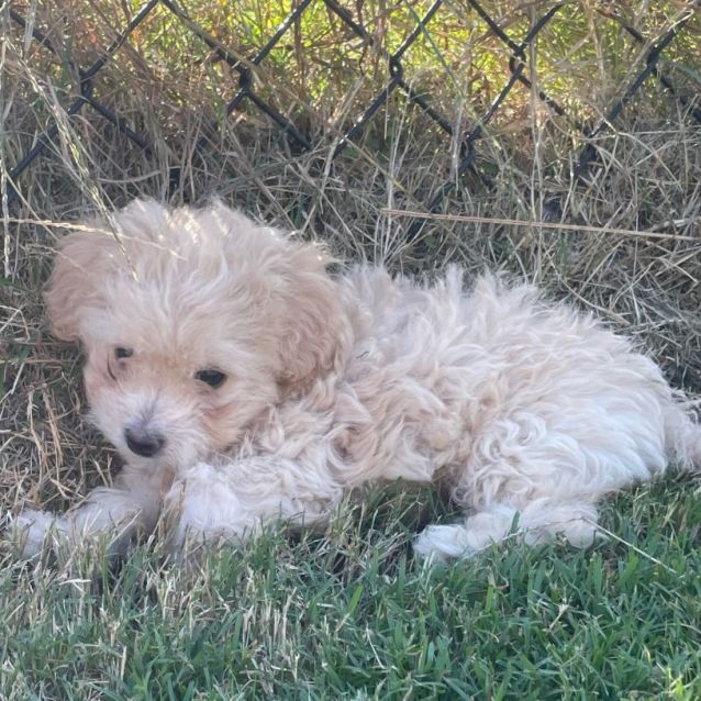 Prada Small Female Maltese x Shih Tzu x Poodle Mix Dog in QLD PetRescue