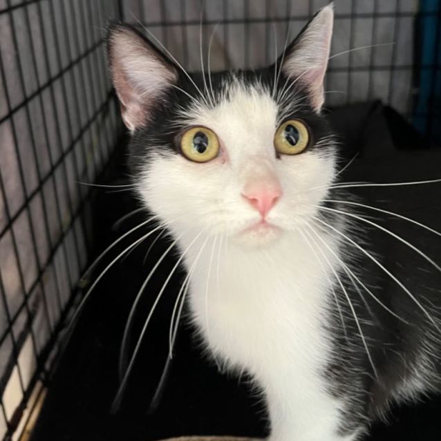 Photo of Penny   Can Transport To You