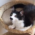 Photo of Pawdry ^Dandy Cat Rescue^