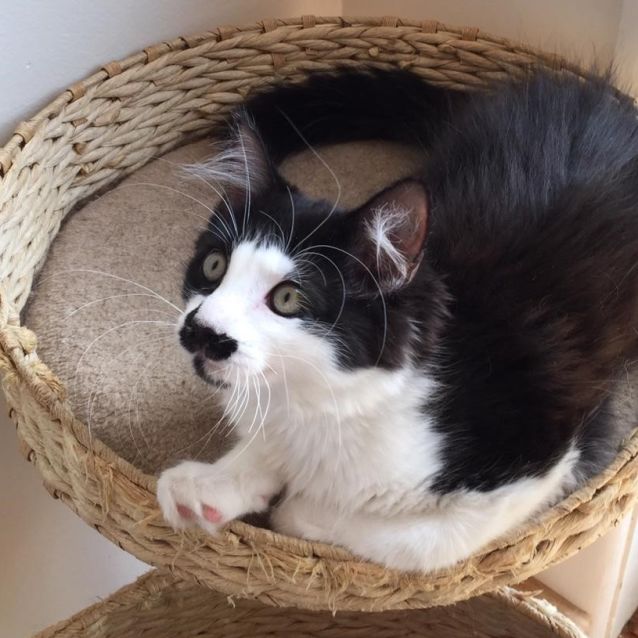 Photo of Pawdry ^Dandy Cat Rescue^