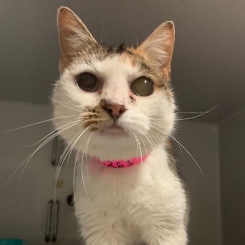 Sybil