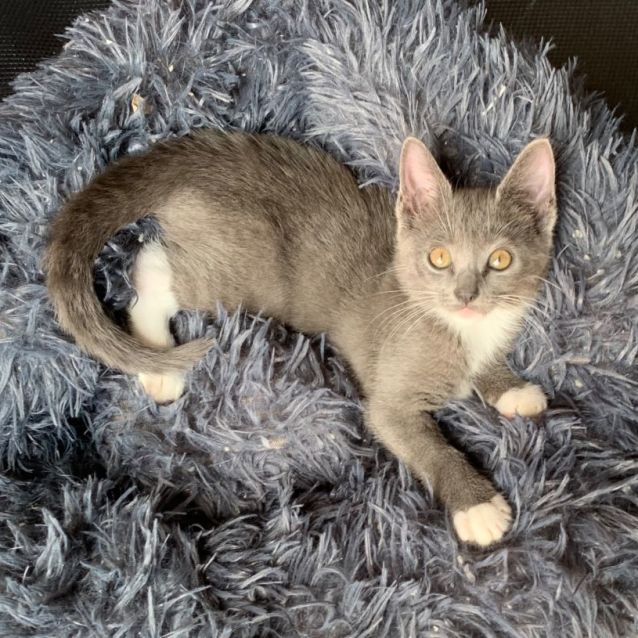 Photo of Portia 🐾🩷🩷🐾