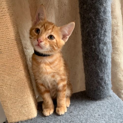 Oakley 🧡😻🐈🧡