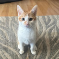 Photo of Crouton