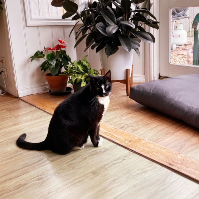 Photo of Handsome Mature Toby 🐈‍⬛