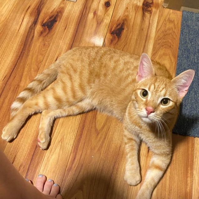 Photo of Tigger
