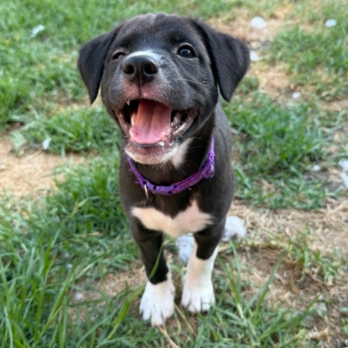 No photo for Rose Quartz