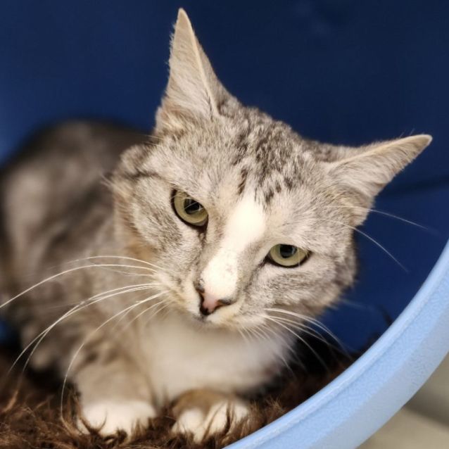 Photo of 🧇 Waffles F02550 🧇