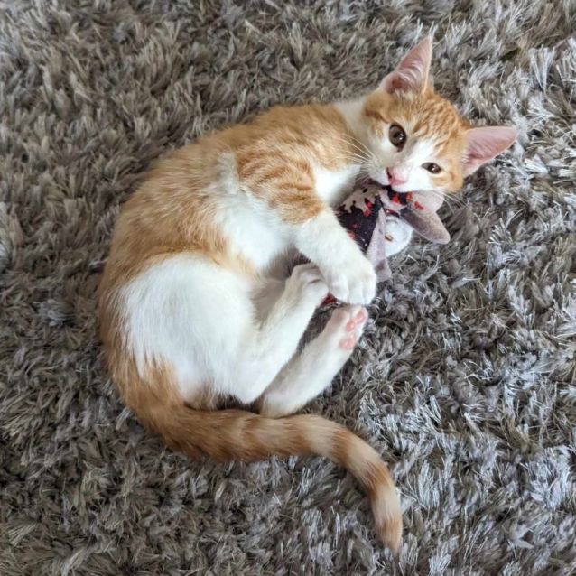 Photo of 🎵Tay Tay🎵 (Located In Wantirna South)