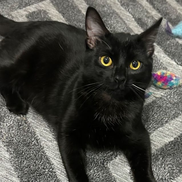 Photo of Cinder 🐈‍⬛