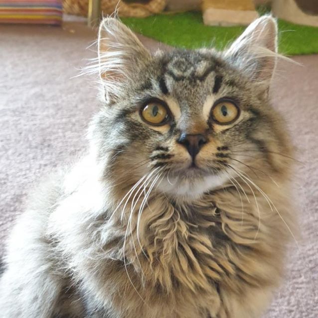Photo of Forrest ^^Dandy Cat Rescue^^