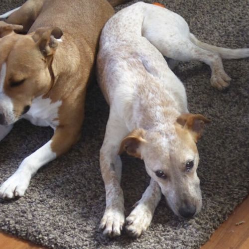 Rosie (on Adoption trial)