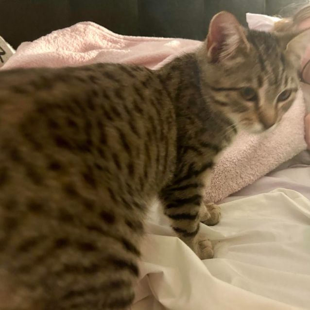 Photo of Chip