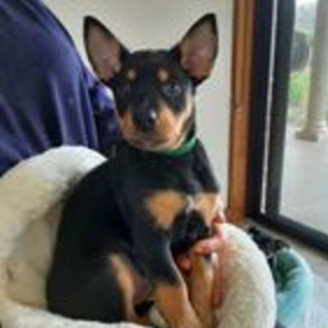 Photo of Big Dog