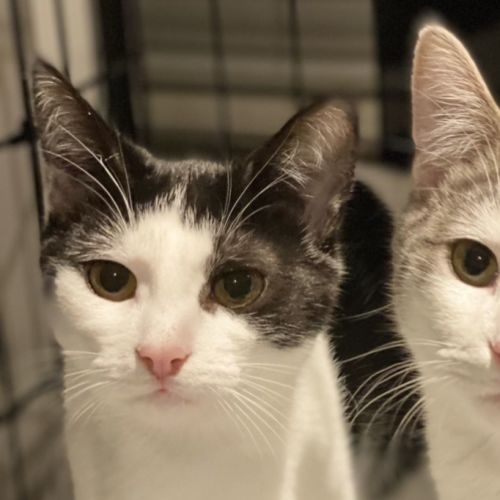 Roze **2nd Chance Cat Rescue**