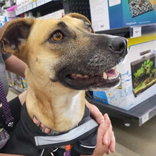 Starting Over Dog Rescue - PetRescue Starting Over Dog Rescue - PetRescue