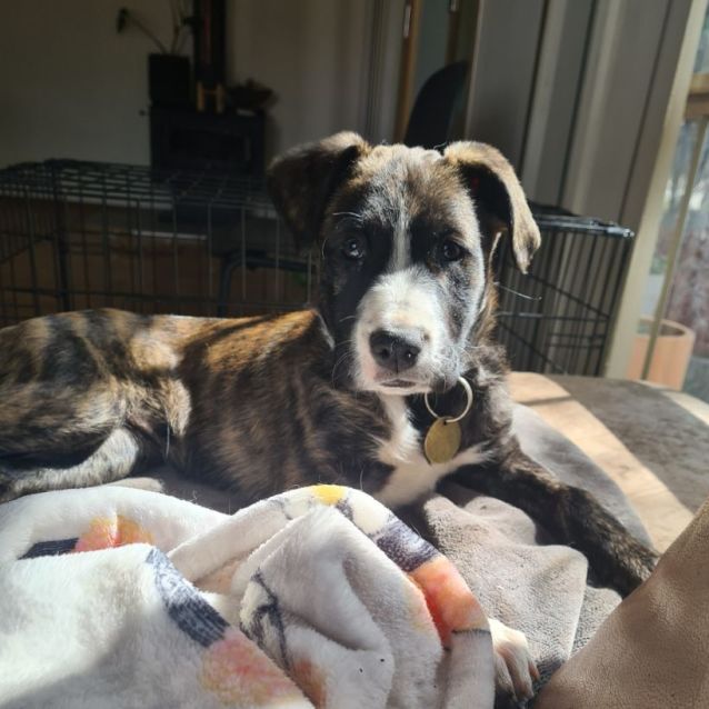 Huntaway staffy cross store