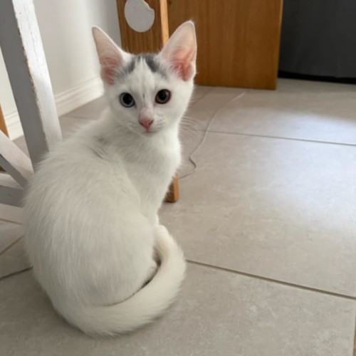 Bowie *9 Lives Project Rescue*