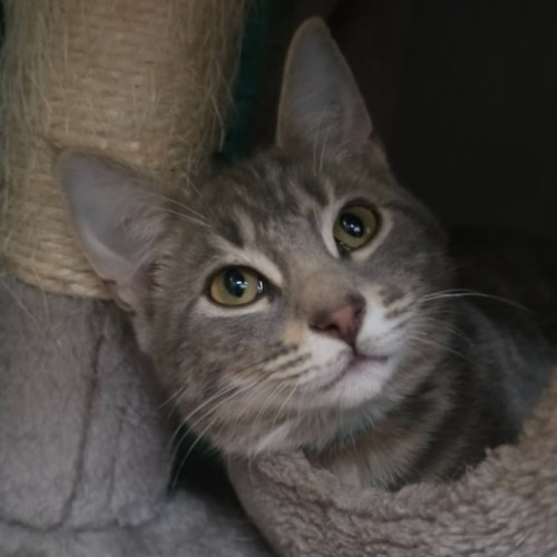 Ryder**2nd Chance Cat Rescue**