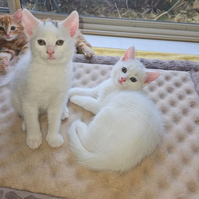 Photo of Des **2nd Chance Cat Rescue**