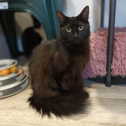 Bronwyn ** 2nd Chance Cat Rescue**