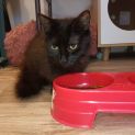 Photo of Bronwyn ** 2nd Chance Cat Rescue**