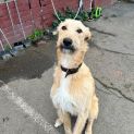 Photo of Whiskey
