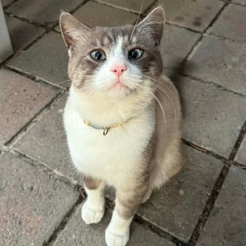 Koko