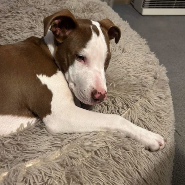 Photo of Princess Leia