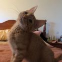 Photo of Francis **2nd Chance Cat Rescue**