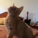 Photo of Francis **2nd Chance Cat Rescue**