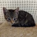 Photo of Hustler **2nd Chance Cat Rescue**