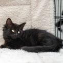 Photo of Loshi **2nd Chance Cat Rescue**