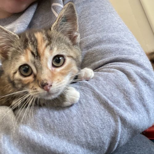 Farah **2nd Chance Cat Rescue**