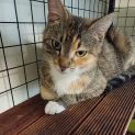 Photo of Tippy ** 2nd Chance Cat Rescue**